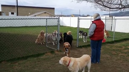 Her 16 Dogs Are Patiently Waiting To Eat. Now Watch The Lab In The Back – Hysterical!
