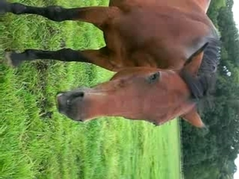 Choupette dans son pré :P