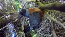 Il pensait filmer tranquillement un nid d'oiseaux mais va faire une rencontre terrifiante