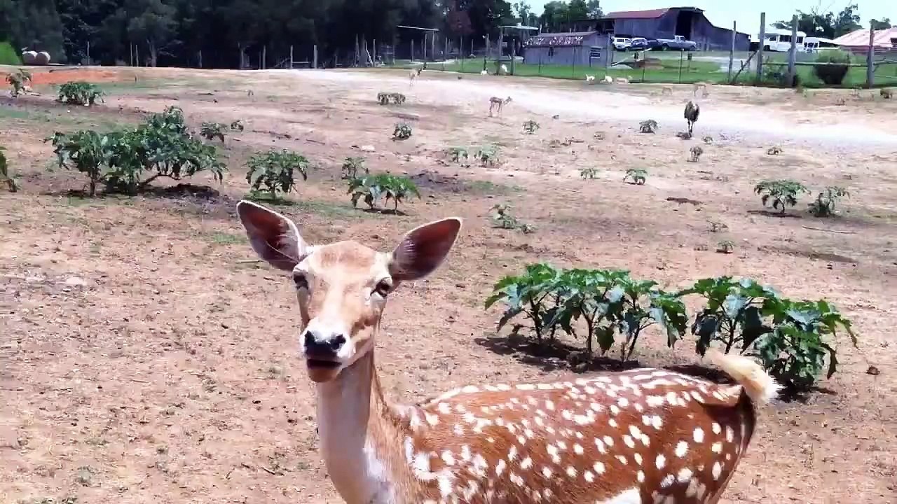 Emu Attack