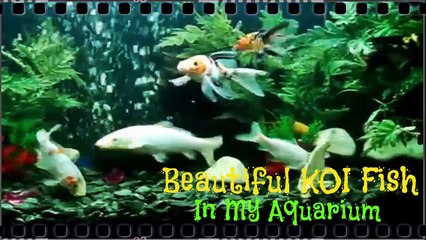 Beautiful KOI Fish - In My Aquarium Part 19