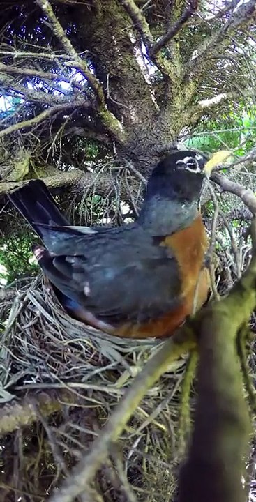 Il met une caméra pour filmer le nid d'un oiseau et capture la venue d'un terrifiant visiteur...