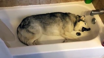 La sua padrona non riempie la vasca di acqua: la reazione dell’husky è tenerissima