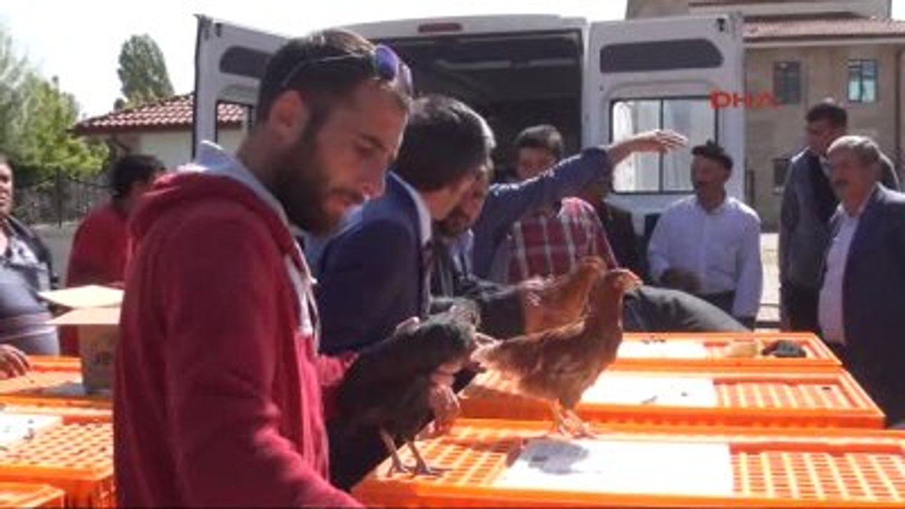 Sivas Ziraat Odası, Çiftçilere 10 Bin Civciv Dağıttı