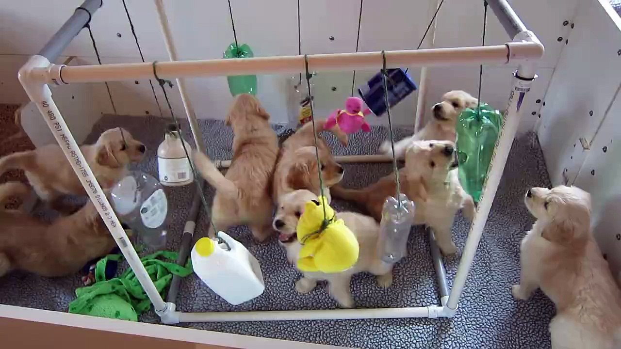 Tel un berceau, ces adorables petits golden retrievers ont un parc attractif bien à eux les voir jouer dedans : une dose
