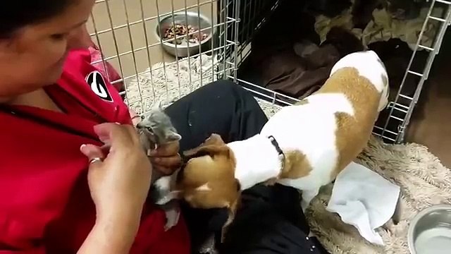 La donna cerca di allattare il gatto orfano, ma guardate cosa fa il cane… -  Video Dailymotion