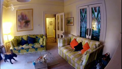 Mettono telecamere nascoste per controllare i loro cani: Ciò che scoprono li commuove