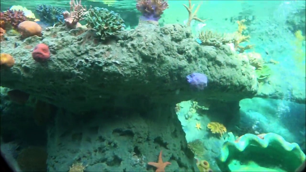 Dlr60 ファインディング ニモ サブマリン ヴォヤッジ カリフォルニアディズニー Finding Nemo Submarine Voyage Pov Disneyland Park Video Dailymotion