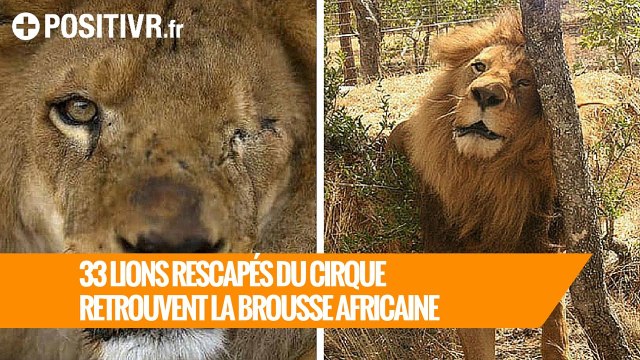 33 lions rescapés du cirque s'envolent pour la brousse