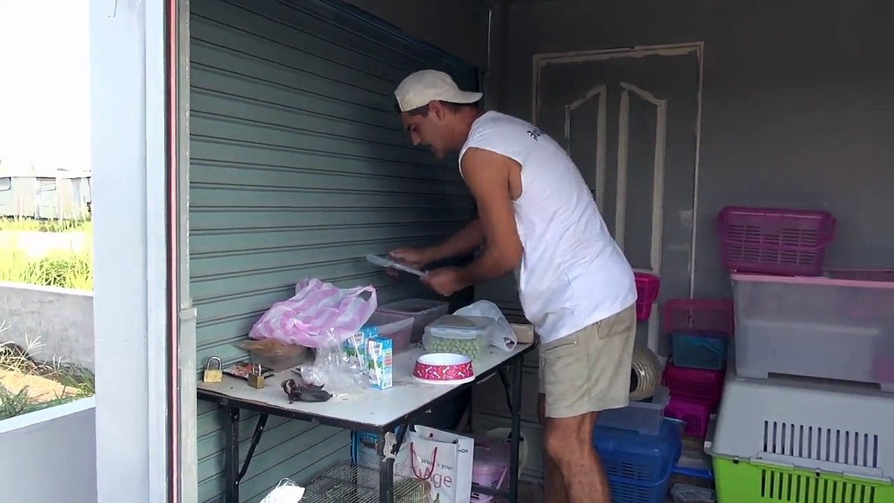 De vrais gourmands, ces bébés loutres, ils ne badinent pas avec le manger, un instant meugnon pour bien démarrer la jour