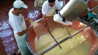 Parmigiano Reggiano making/1
