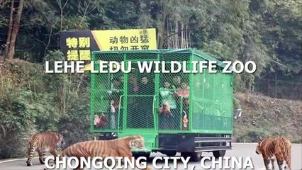 Zoo inversé : humain en cage et animaux en liberté