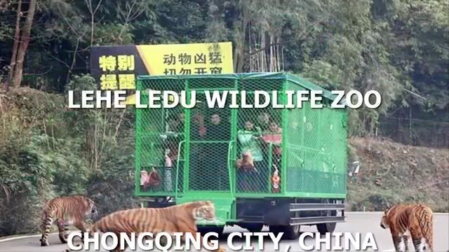 Zoo inversé : humain en cage et animaux en liberté