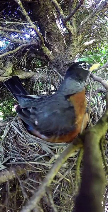 Il filme un nid d'oiseau et va capturer des images terrifiante de la venue d'un intrus