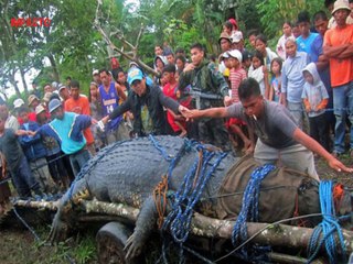Descomunal animal - Los 10 animales mas grandes del mundo