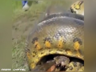 DUELO A MUERTE COCODRILO ANACONDA