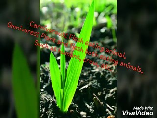Nutrition in plants