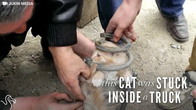 Ce conducteur entend des bruits étranges en provenance de son camion...ce qu'il découvre est surprenant !