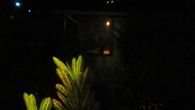 les grenouilles en Martinique