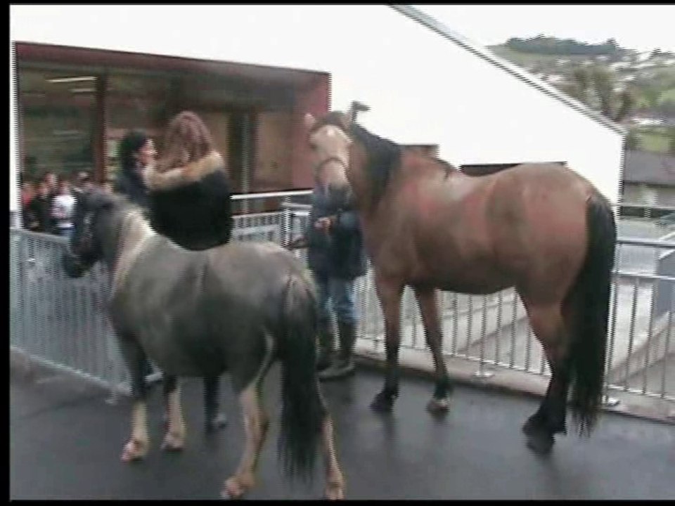 Pédibus accompagné par Belle et Haston