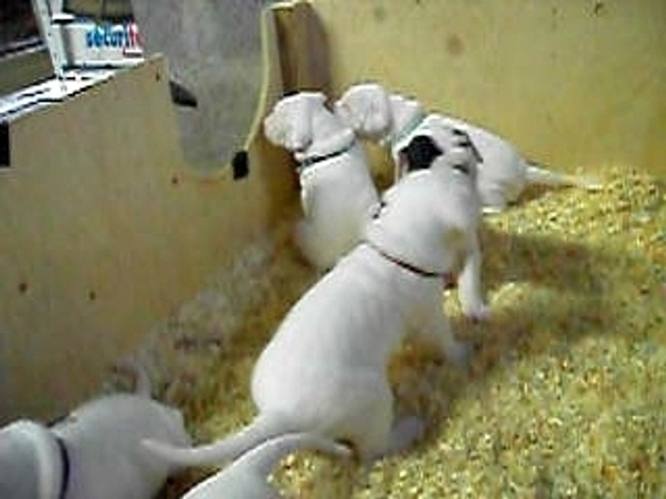 Bagarre de dogues argentins