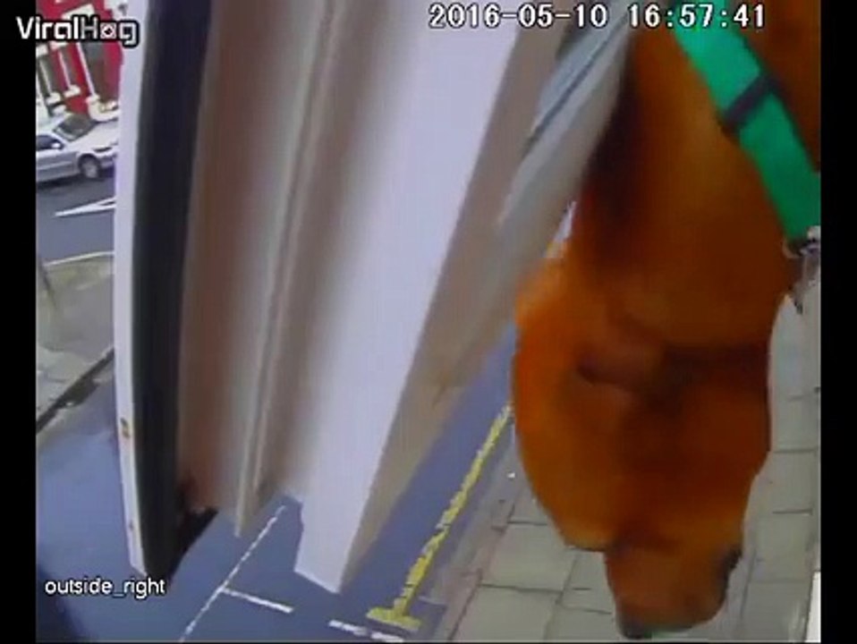 Leur chien s'échappe par la fenêtre du premier étage... Dingue