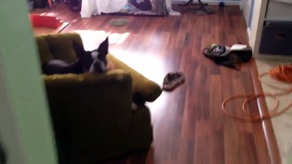 Chien adopteur de chatons