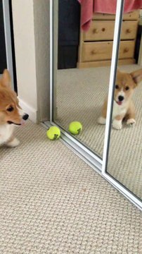 Adorable chien qui joue avec une miroir