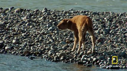 Baby Bison Takes on Wolf and Wins | America's National Parks