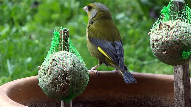 Oiseaux de jardin se nourrissant de boules de graisse