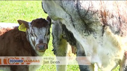 Jonge Longhorns voor het eerst naar buiten - RTV Noord