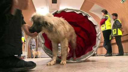 سجناء يستفيدون من تدريب الكلاب للاندماج مجددا في المجتمع