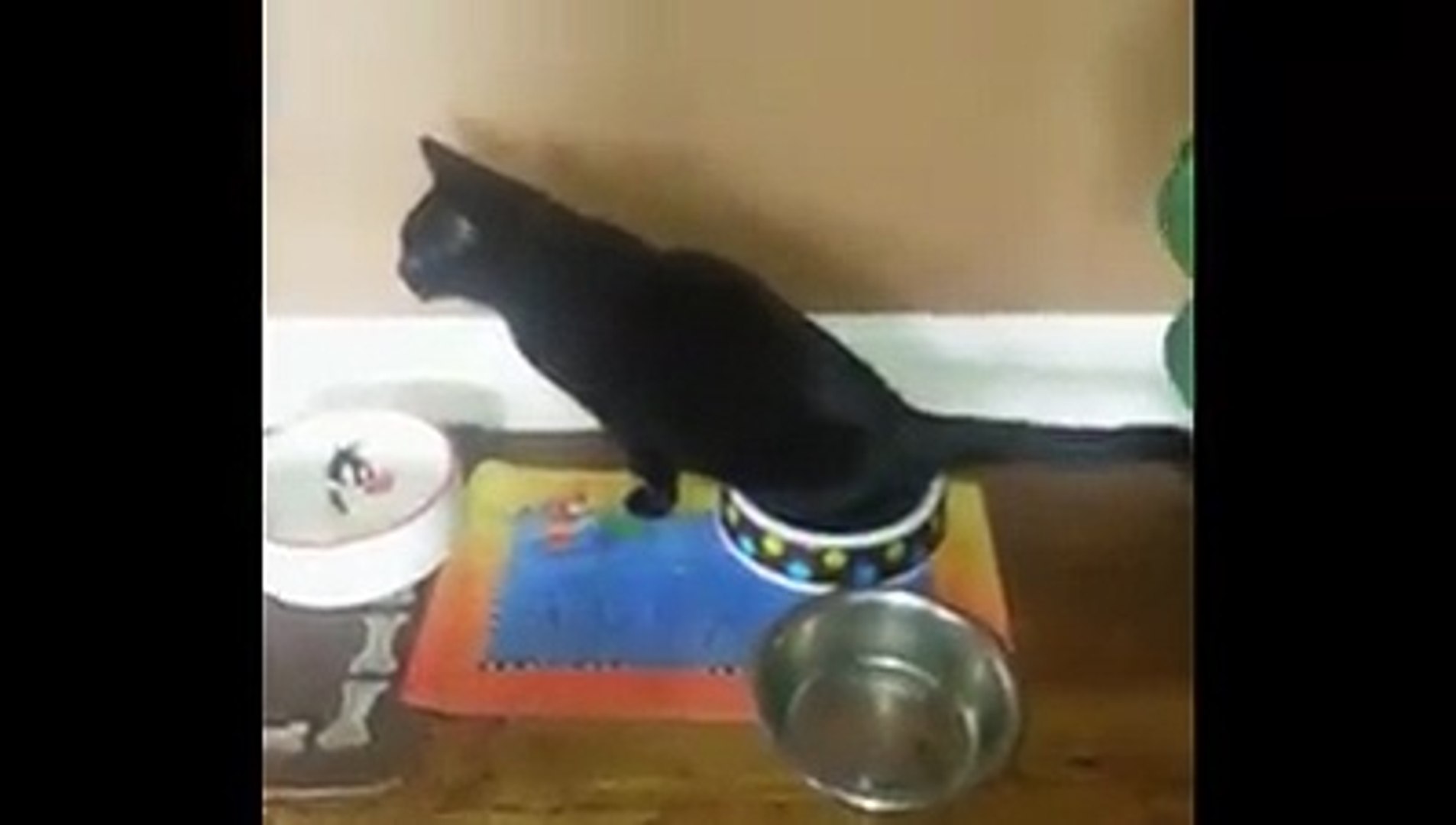 cats being cats