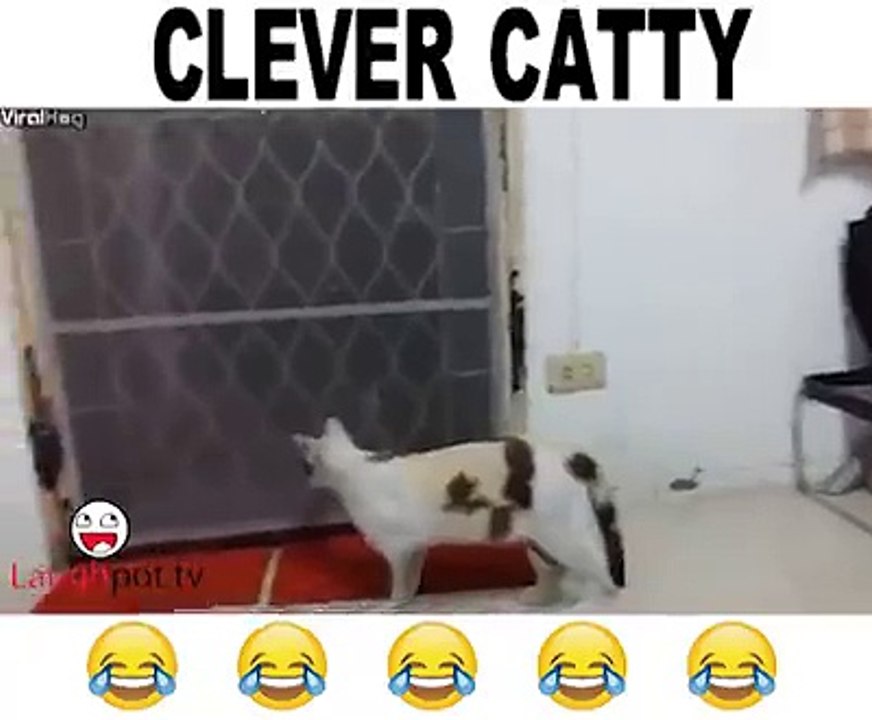 Cleaver catty