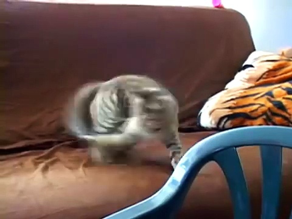 Mean Kitty vs Himself