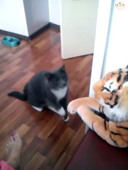 This cat really hates the toy tiger