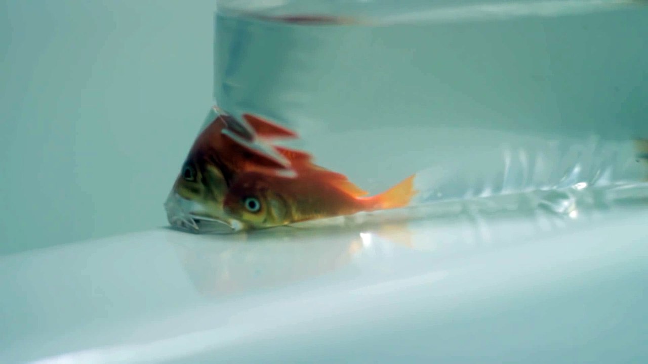 Kitty vs Fish