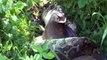 Most amazing wild animal attacks - Giant Anaconda - Biggest Python kills and swallow Deer