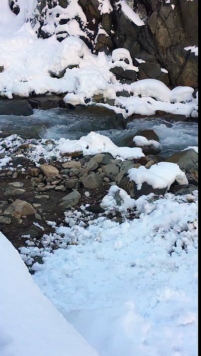 Snow monkey foraging for food