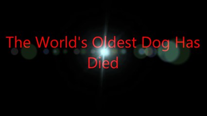 The World's Oldest Dog (Pusuke) Has  Died