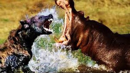 ハイエナがカバを攻撃