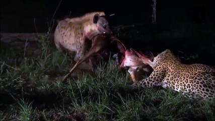 ハイエナVS.ヒョウ