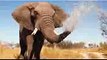 Scientists Study Why Elephants Rarely Get Cancer - National Geographic Documentary 2015