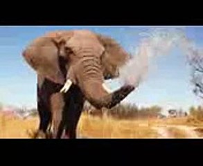 Download Video: Scientists Study Why Elephants Rarely Get Cancer - National Geographic Documentary 2015