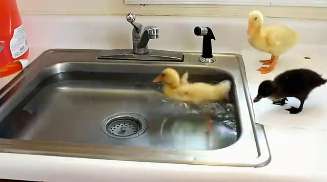 Duckling pool party