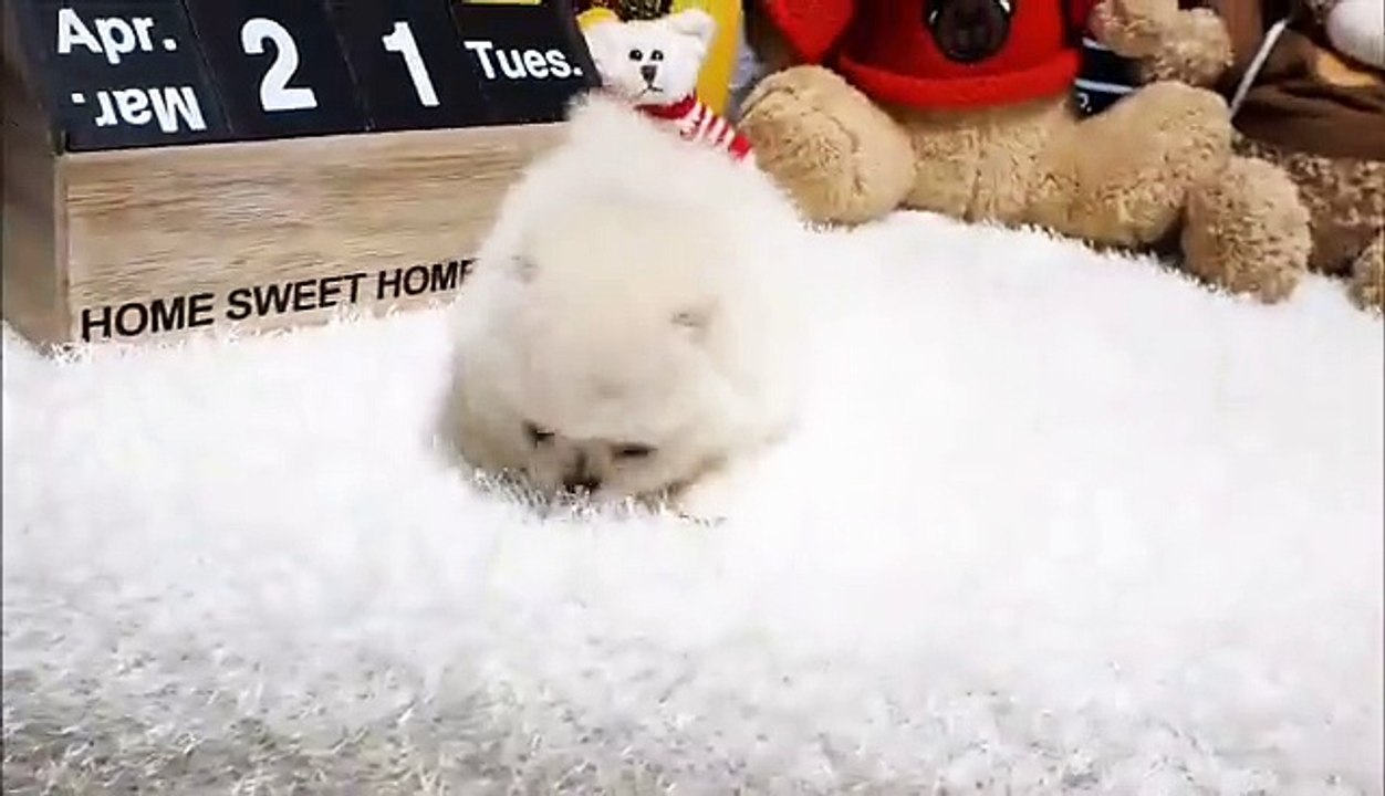 Teacup pomeranian