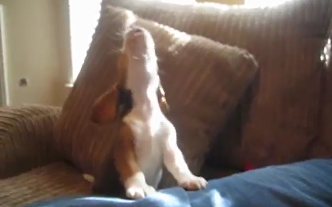 Beagle puppy just discovered he could howl