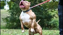 PİTBULL mu ROTTWEİLER mı Yıllarca Köpek Dövüşlerinde Kullanıldılar Sizce Hangisi Daha Güçlü