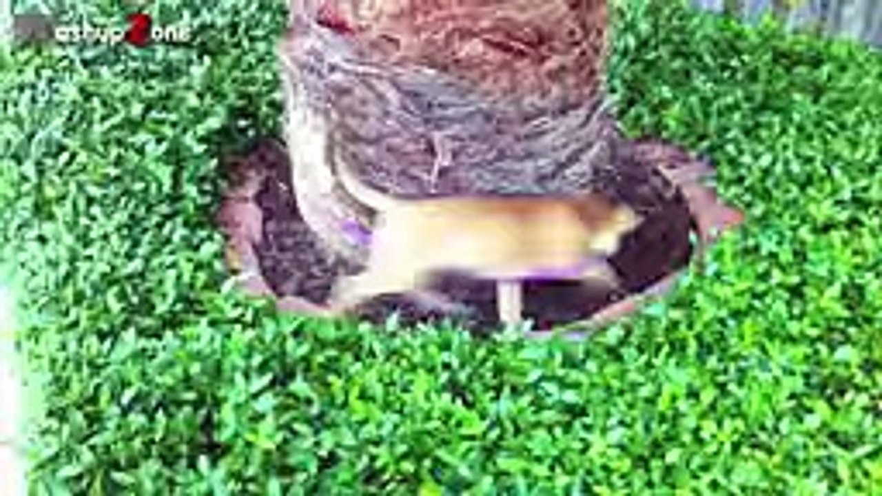 Funny Animals - A Funny Animal Videos Compilation 2015
