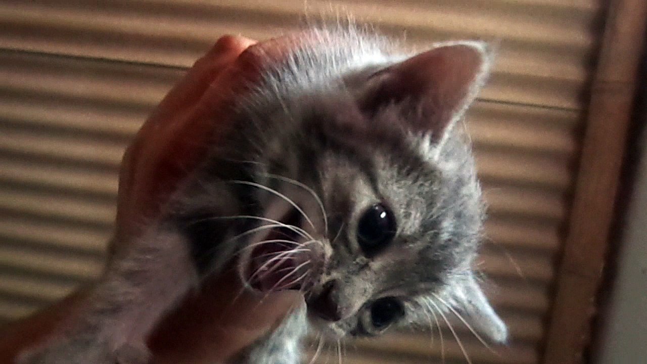 miau :D